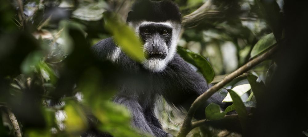 Lango Camp Colobus Monkey - Image 28