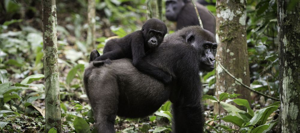 Lango Camp Gorilla mom and baby - Image 30