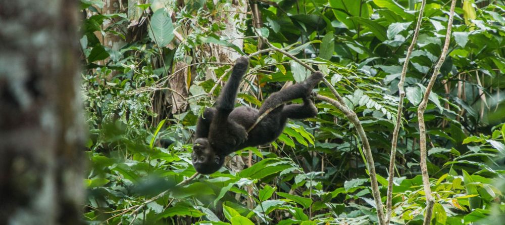 Ngaga Camp, Odzala National Park, Republic of Congo - Image 20