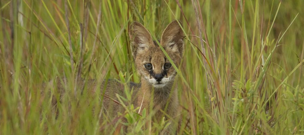 Lango Camp, Odzala National Park, Republic of Congo - Image 20