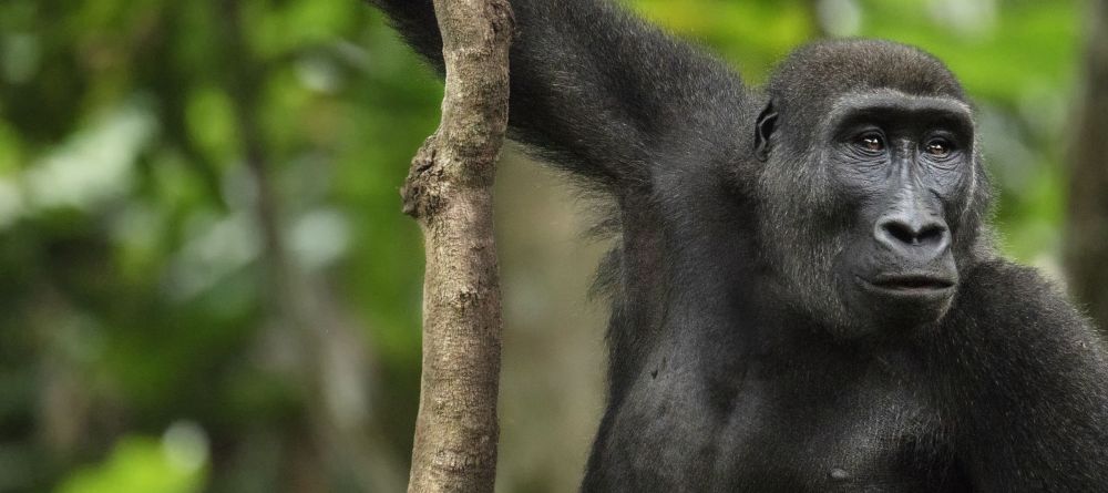 Ngaga Camp, Odzala National Park, Republic of Congo - Image 15