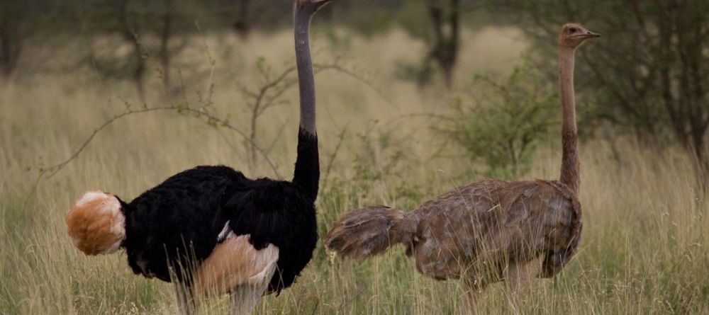 Offbeat Meru Camp, Meru National Park, Kenya - Image 9