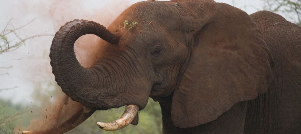 Offbeat Meru Camp, Meru National Park, Kenya - Image 10