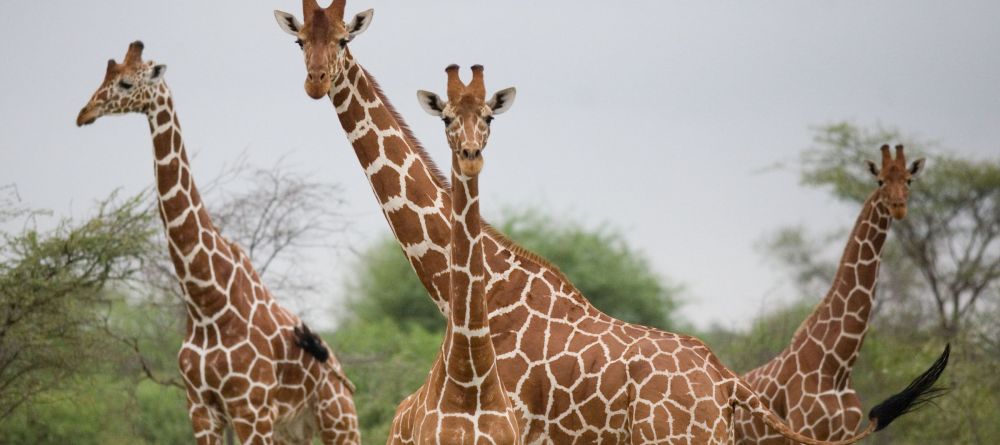 Offbeat Meru Camp, Meru National Park, Kenya - Image 11