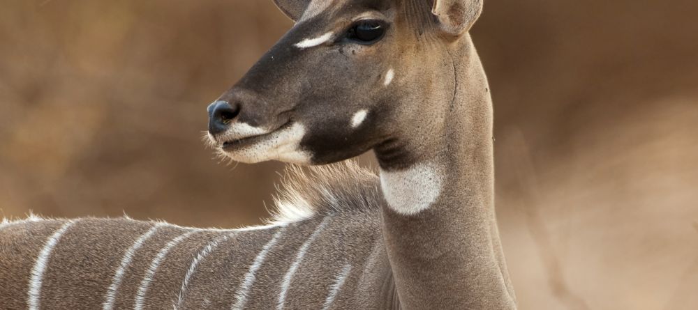 Offbeat Meru Camp, Meru National Park, Kenya - Image 13