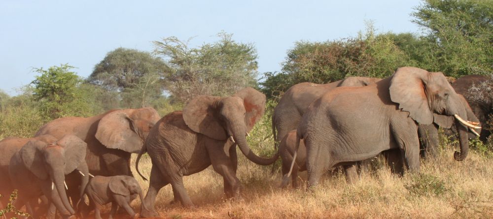 Offbeat Meru Camp, Meru National Park, Kenya - Image 14