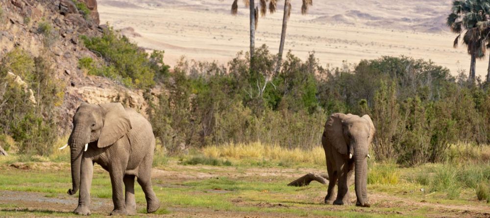 Okahirongo elephants - Image 3