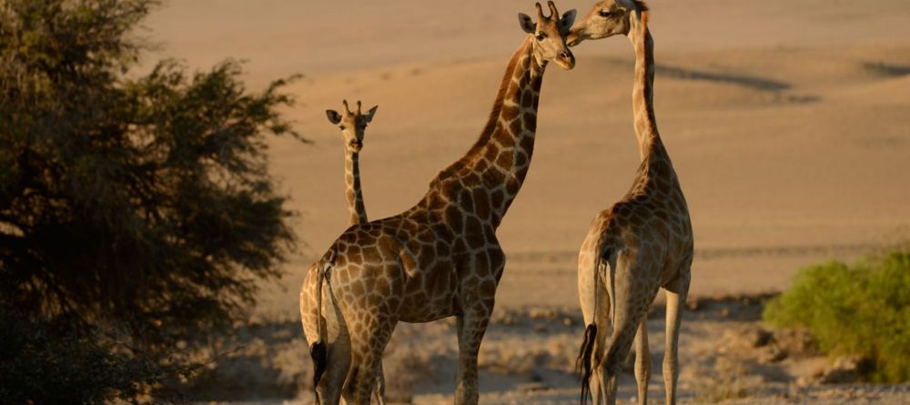 Okahirongo giraffes - Image 4