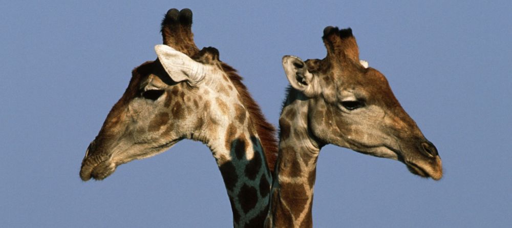 Okonjima Luxury Bush Lodge, Okonjima, Namibia - Image 7