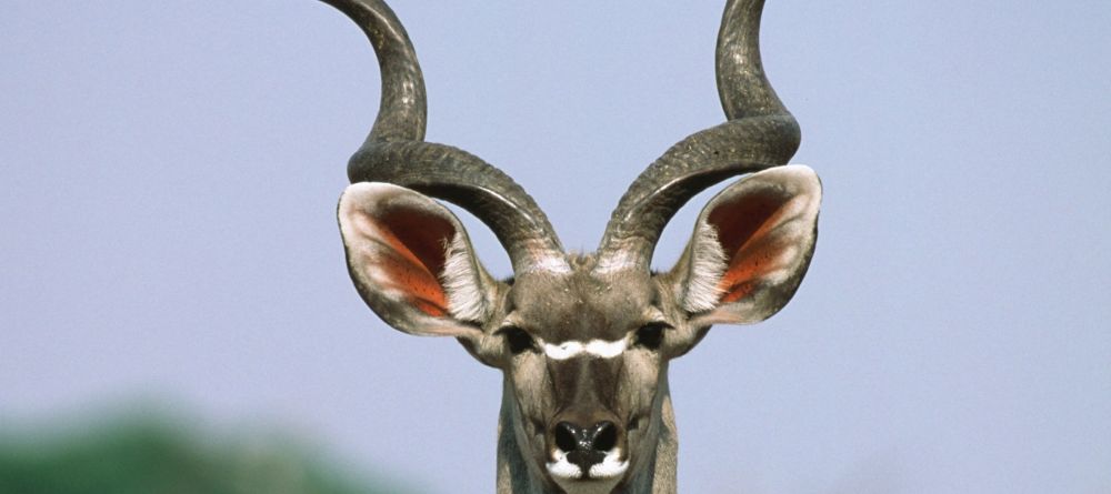 Okonjima Luxury Bush Lodge, Okonjima, Namibia - Image 8