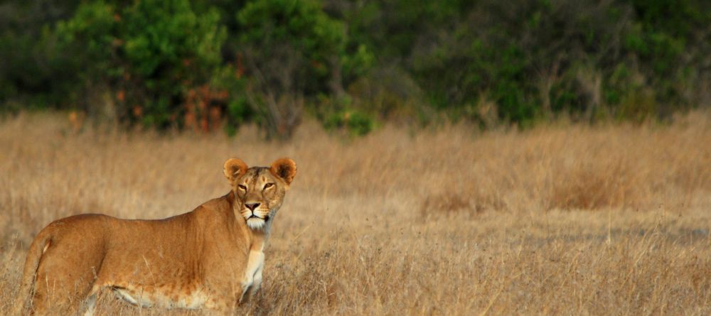  Lion at Sanctuary at Ol Lentille, Laikipia, Kenya - Image 9