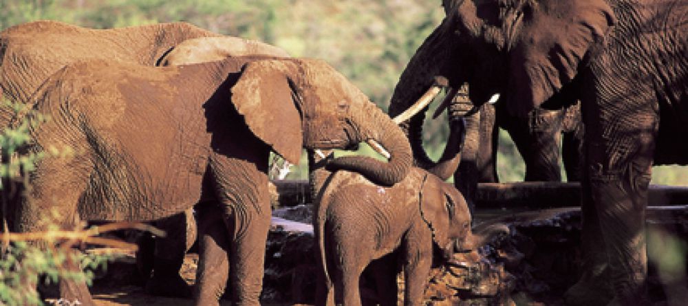 Elephants at the Ol Malo Wateringhole - Image 17