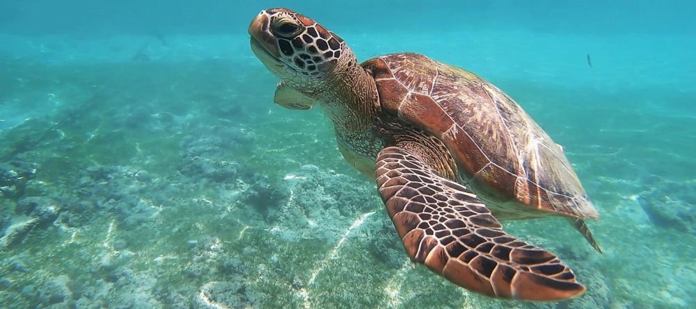 AfroChic Diani - Image 7