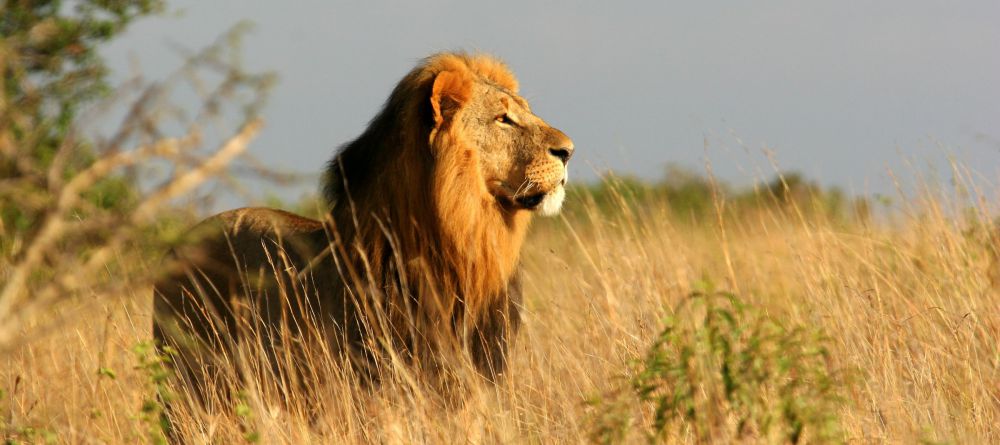 Lion Spotted Outside - Image 14