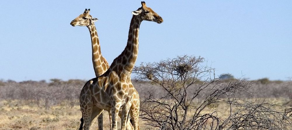 Onguma Treetop Camp, Etosha National Park, Namibia - Image 5
