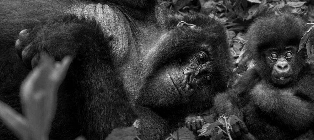 Gorillas - Image 4
