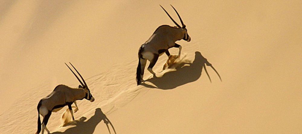 Desert Homestead Outpost - Image 3