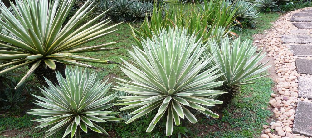 The grounds at Nile Safari Lodge, Murchison National Park, Uganda (Mango Staff photo) - Image 11