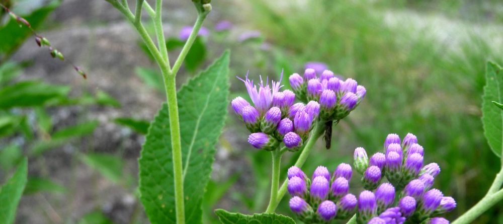 Local flowers at Mihingo Lodge, Lake Mburo National Park, Uganda (Mango Staff photo) - Image 10