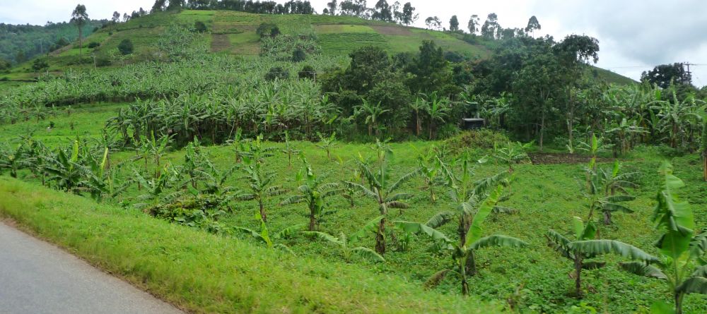 Surroundings at Mihingo Lodge, Lake Mburo National Park, Uganda (Mango Staff photo) - Image 9