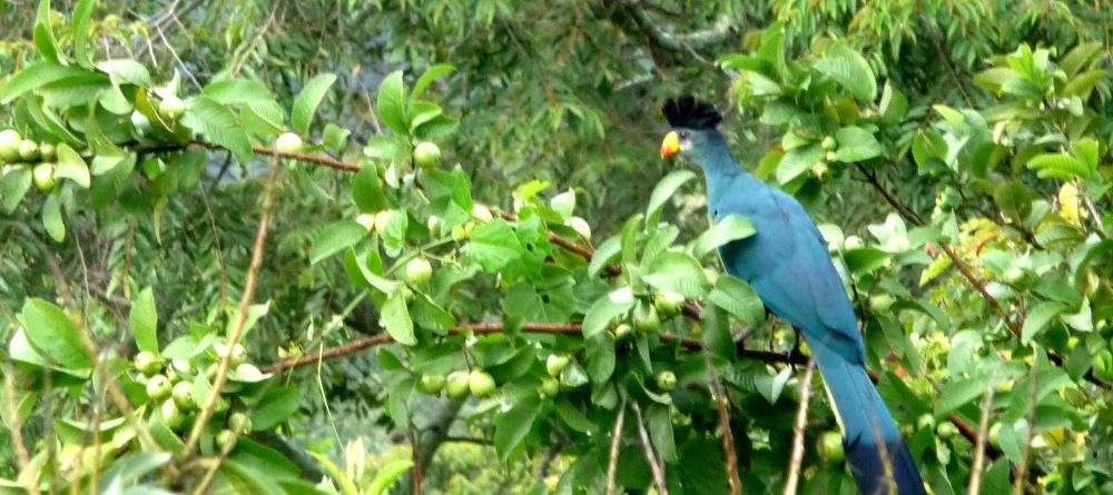 Stunning local bird life at Ndali Lodge, Kibale Forest National Park, Uganda (Mango Staff photo) - Image 1