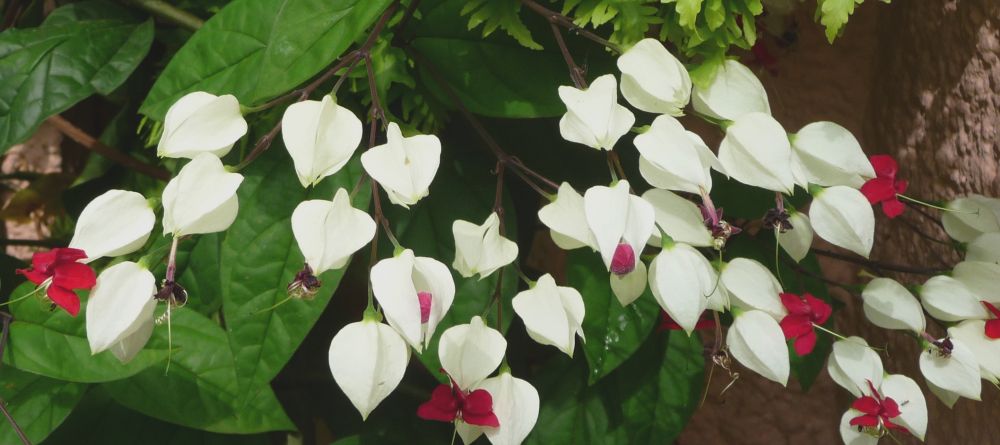 Garden splendor at Boma Lodge, Entebbe, Uganda (Mango Staff photo) - Image 9