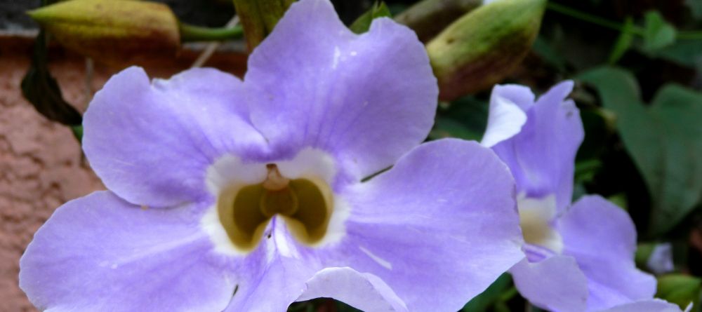 Garden splendor at Boma Lodge, Entebbe, Uganda (Mango Staff photo) - Image 8