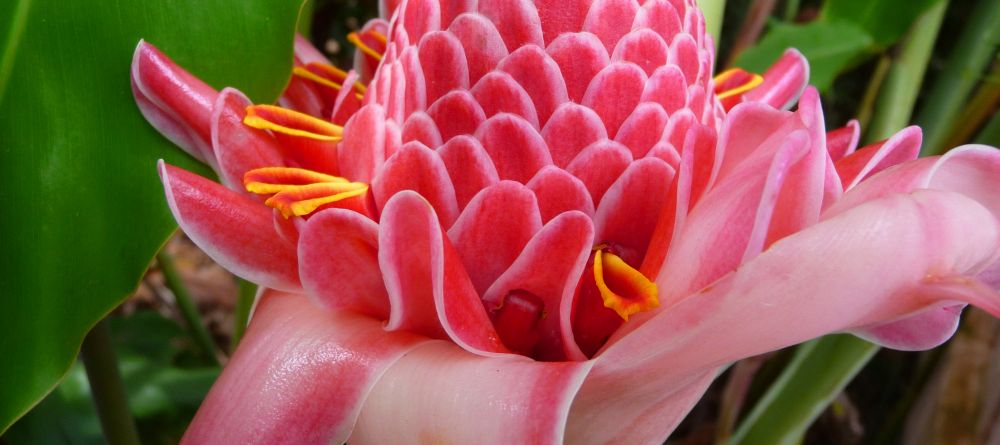 Garden splendor at Boma Lodge, Entebbe, Uganda (Mango Staff photo) - Image 11