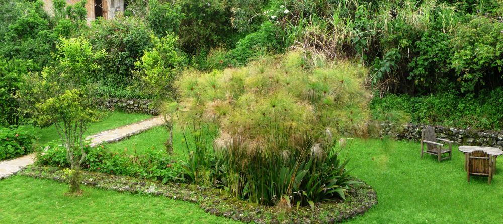 Surroundings at Virunga Lodge, Volcanoes National Park, Uganda (Mango Staff photo) - Image 26