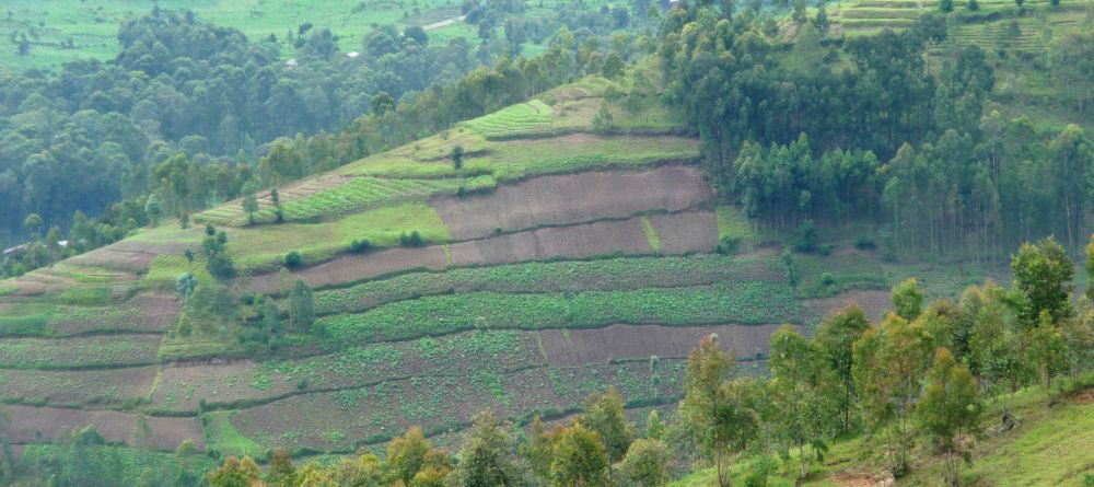 Scenery at Virunga Lodge, Volcanoes National Park, Uganda (Mango Staff photo) - Image 32