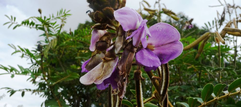 Gardens at Virunga Lodge, Volcanoes National Park, Uganda (Mango Staff photo) - Image 8