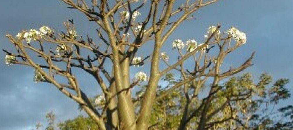 Pachypodium - Image 7