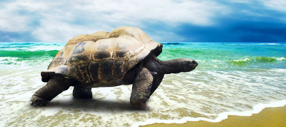 Palm Beach  - Image 3