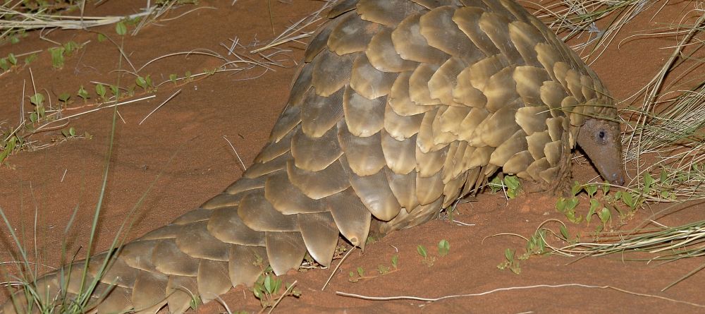Pangolin- Tswalu Kalahari, Twsalu Kalahari, South Africa - Image 21