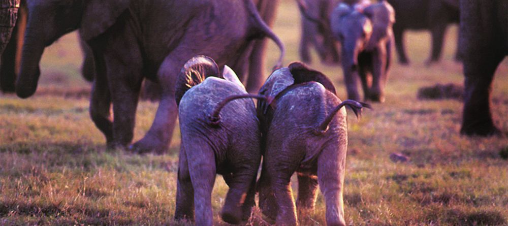 Gorah Elephant Camp, Addo Elephant National Park, South Africa - Image 4