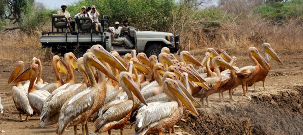 Tafika Camp, South Luangwa National Park, Zambia - Image 15