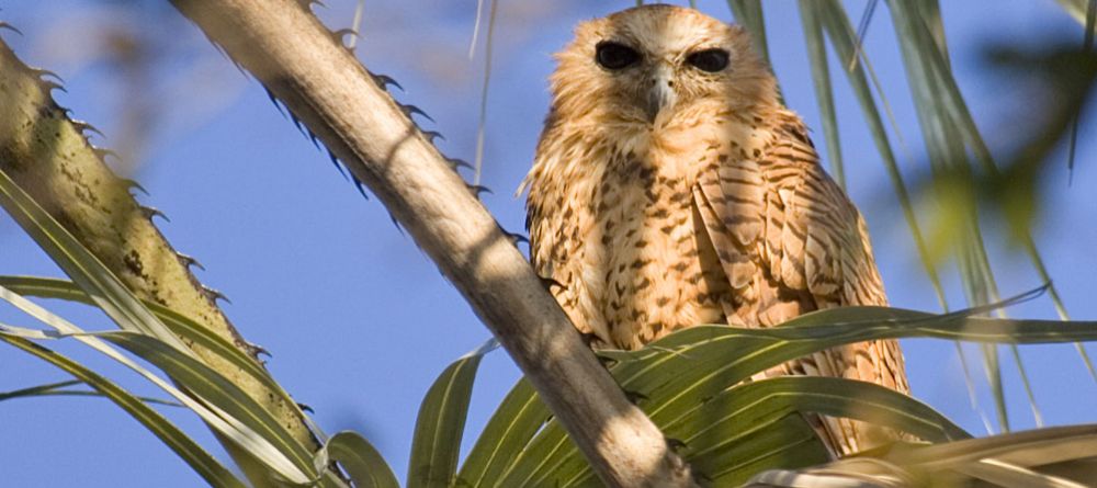 A fishing owl at Guma Lagoon Camp, Okavango Delta, Botswana - Image 18