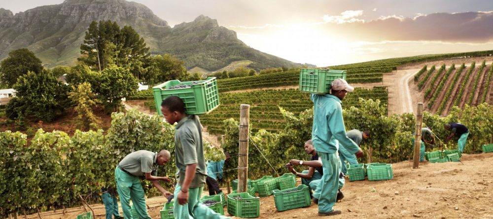 A busy harvest in the vineyard at Delaire Graff, Stellenbosch, South Africa - Image 14
