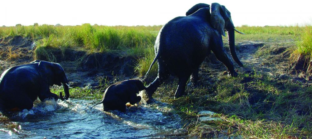 Chobe National Park Elephants - Image 1