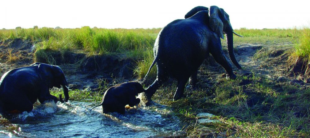 A family of elephants in Chobe National Park, Botswana - Image 7