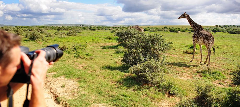 Photographing giraffes at Shamwari Long Lee Manor, Shamwari Game Reserve, South Africa - Image 5