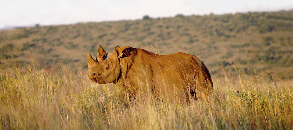 Gorah Elephant Camp, Addo Elephant National Park, South Africa - Image 5