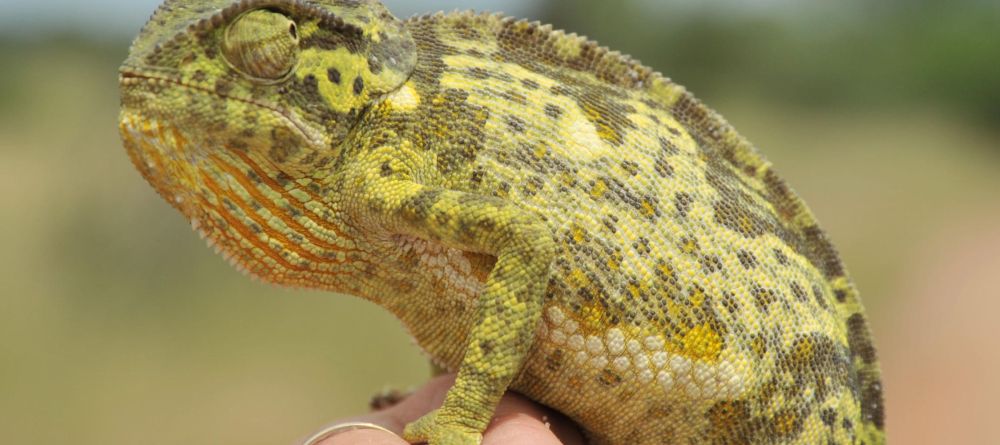 Savanna Lodge - Image 4