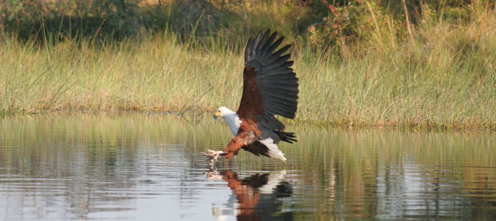 Pom Pom Camp, Okavango Delta, Botswana - Image 12
