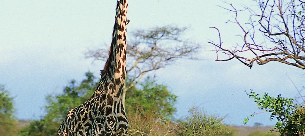 Porini Amboseli Camp, Amboseli National Reserve, Kenya - Image 3