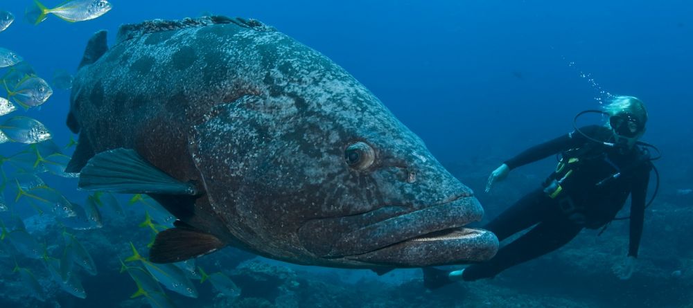 Potato Bass- Rocktail Beach Camp, KwaZulu-Natal, South Africa Â© Anthony Grote - Image 6
