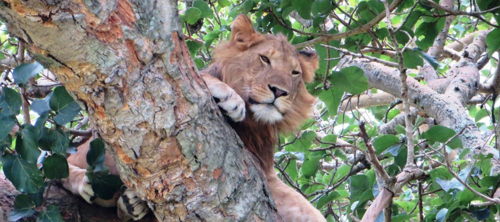 Guests can take a driving safari to see the tree climbing lions of Queen Elizabeth NP - Image 5