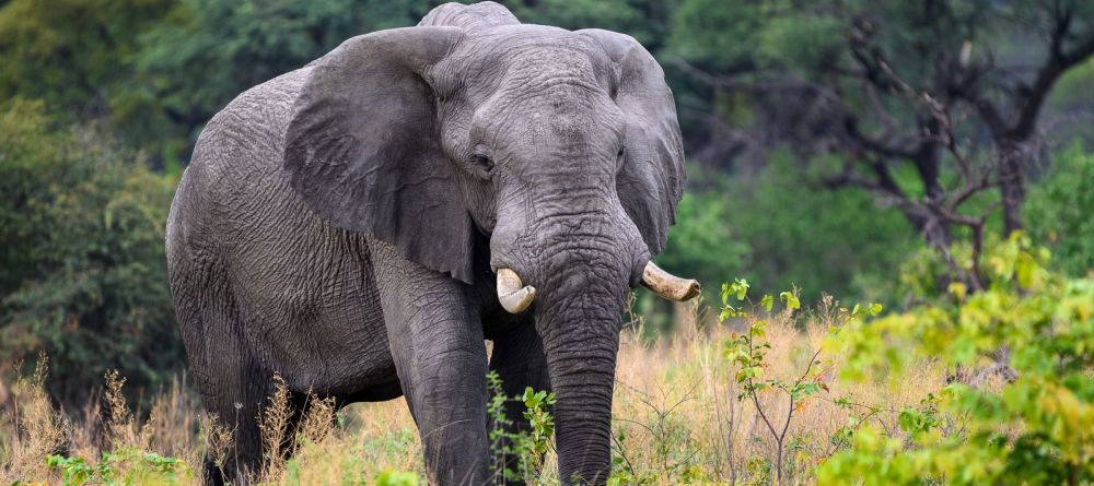Qorokwe Camp - Image 8