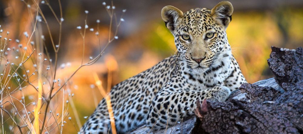 Qorokwe Camp - Image 1