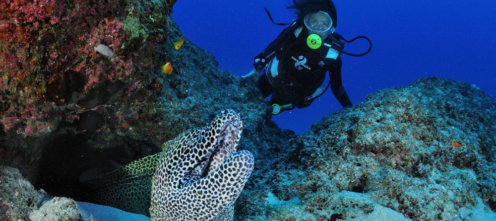 Reef Diving - Image 1